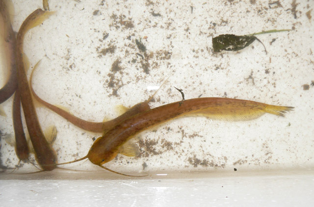 (Silurichthys) Род СИЛУРИХТЫ 8 видов